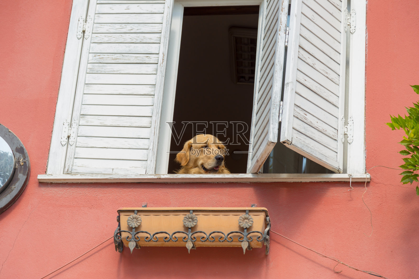 可爱的狗看着窗外照片摄影图片
