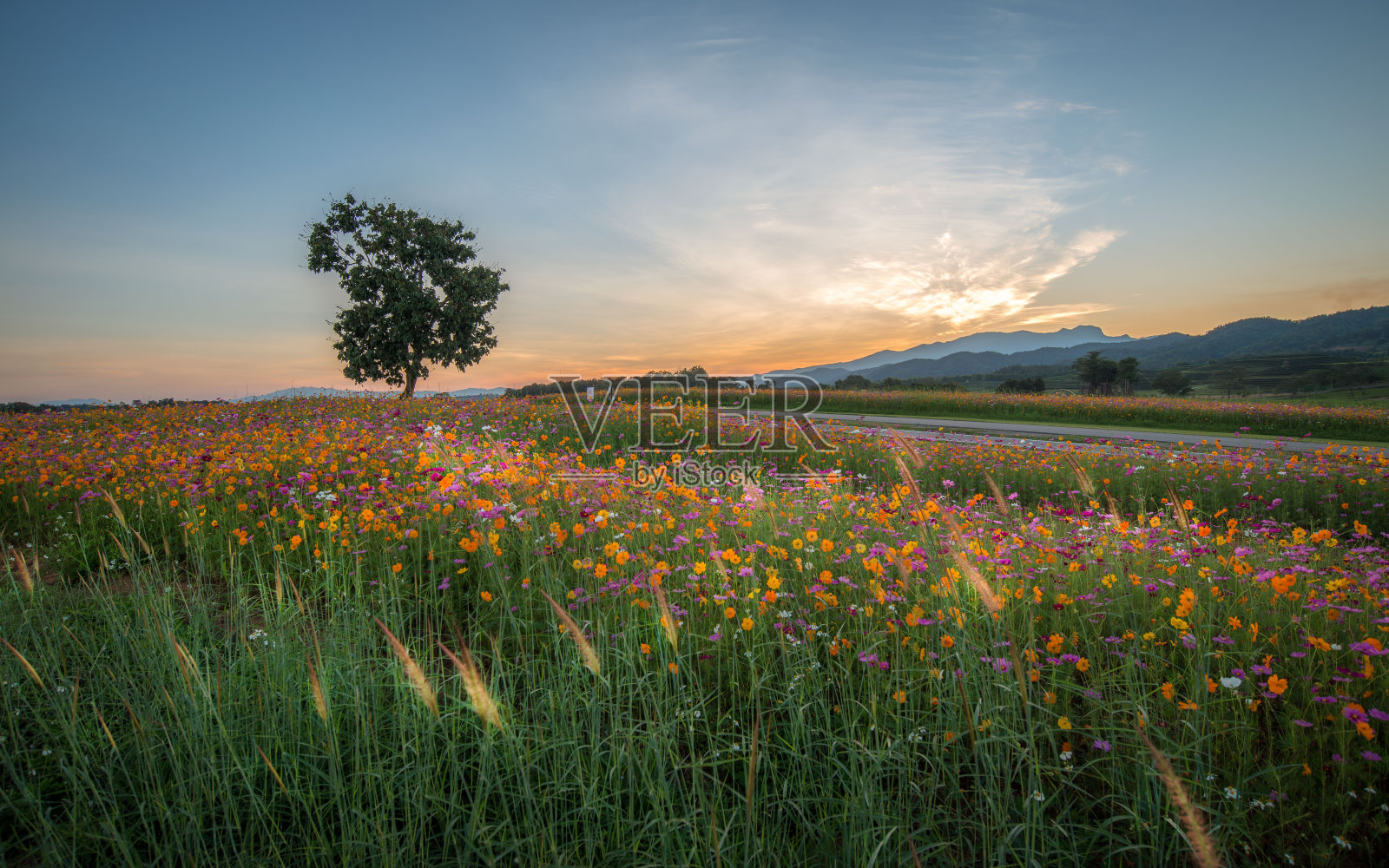 风景自然背景美丽的粉红色和红色的宇宙花田在日落照片摄影图片