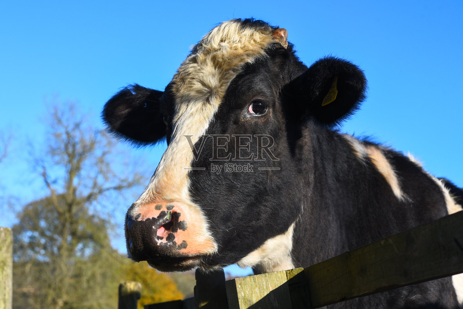 黑白奶牛照片摄影图片