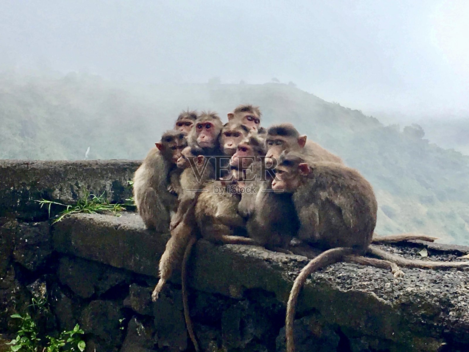 猴子照片摄影图片