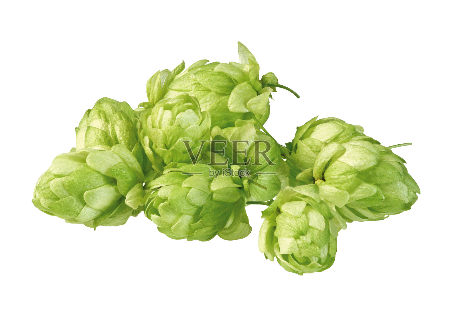 啤酒花照片摄影图片