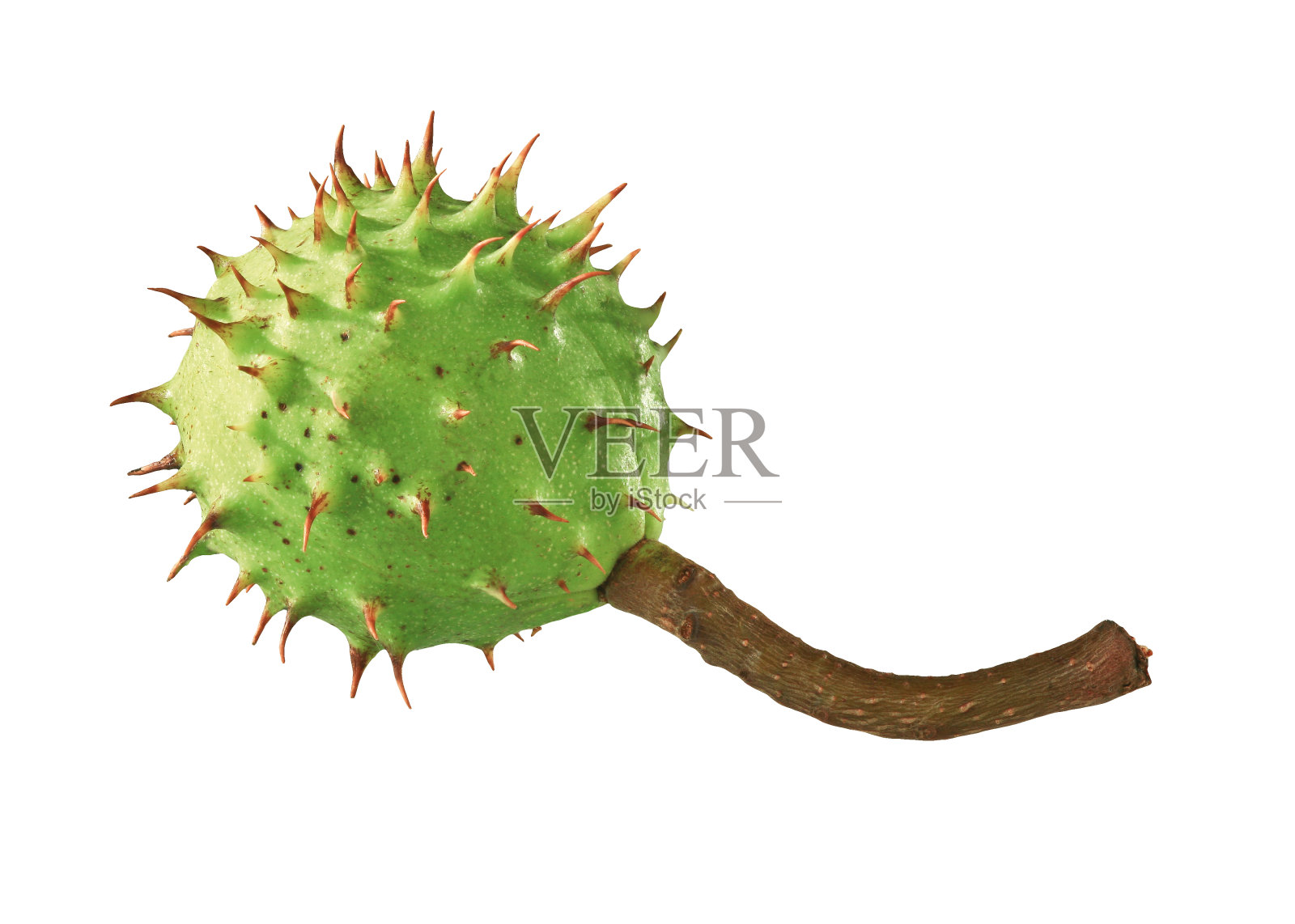 栗照片摄影图片