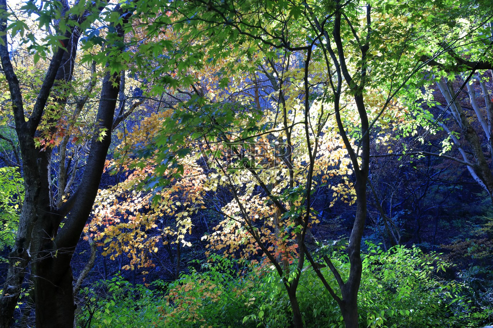 美丽的秋叶照片摄影图片