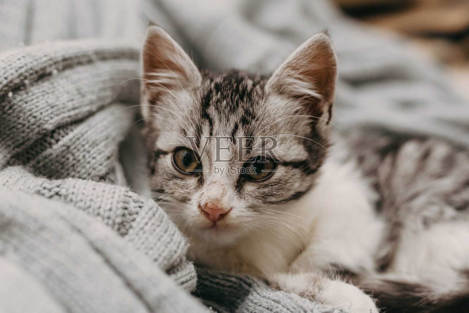 美丽的特写可爱的猫，在一个舒适的舒适温暖的方式休息。冬天的心情代表了一只可爱的家猫。舒适的猫肖像背景。照片摄影图片