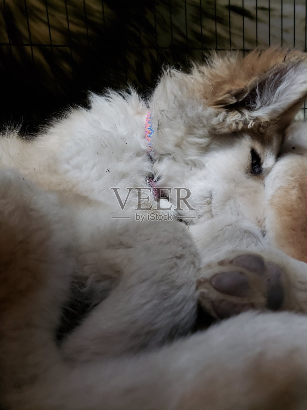 母哈士奇和拉布拉多混血幼犬照片摄影图片