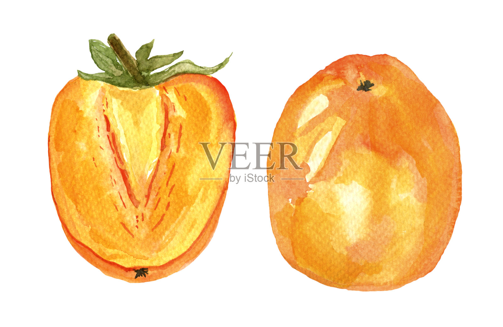 水彩柿子插画图片素材