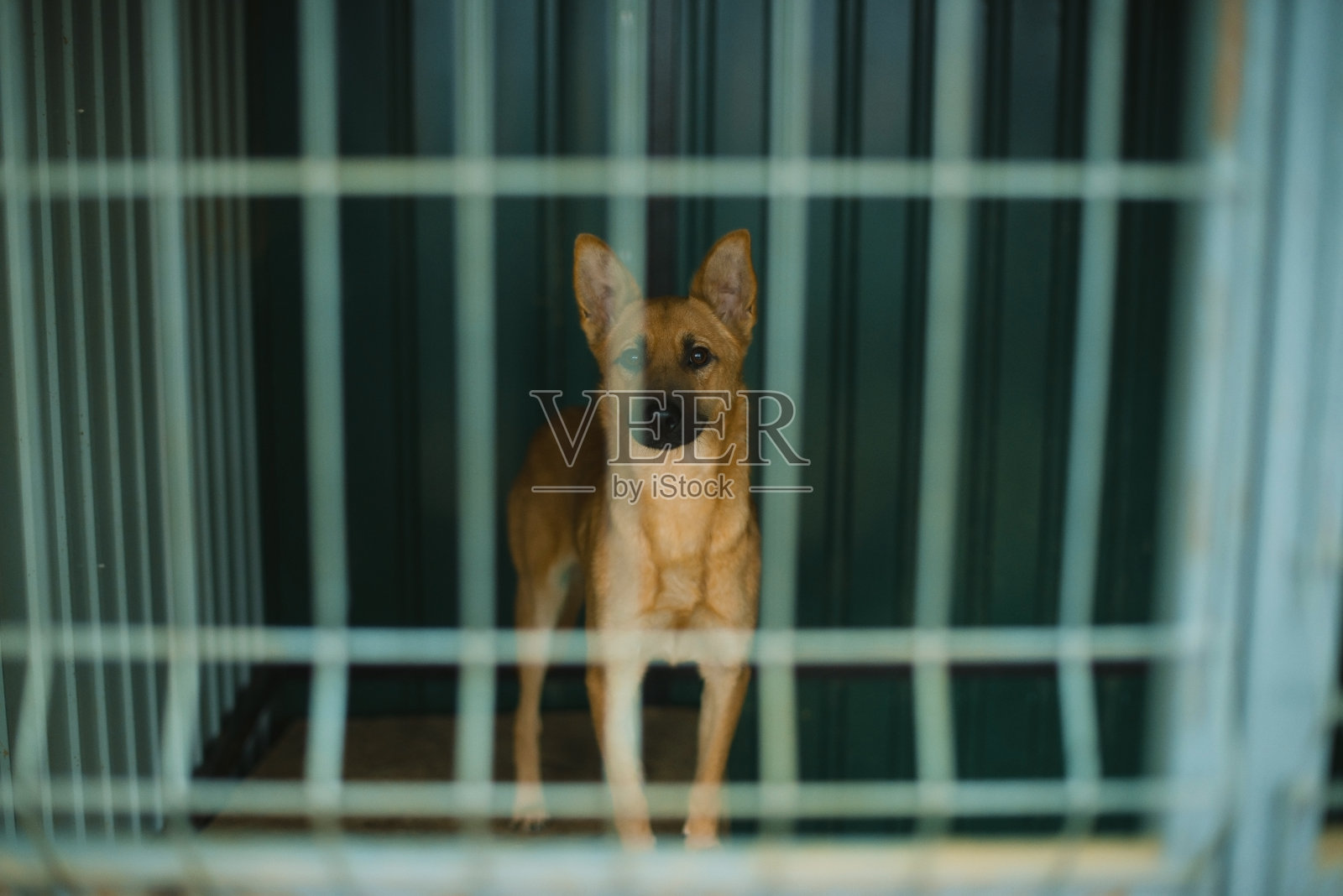 狗收容所，无家可归的狗在动物收容所的笼子里。被遗弃的圈养动物照片摄影图片