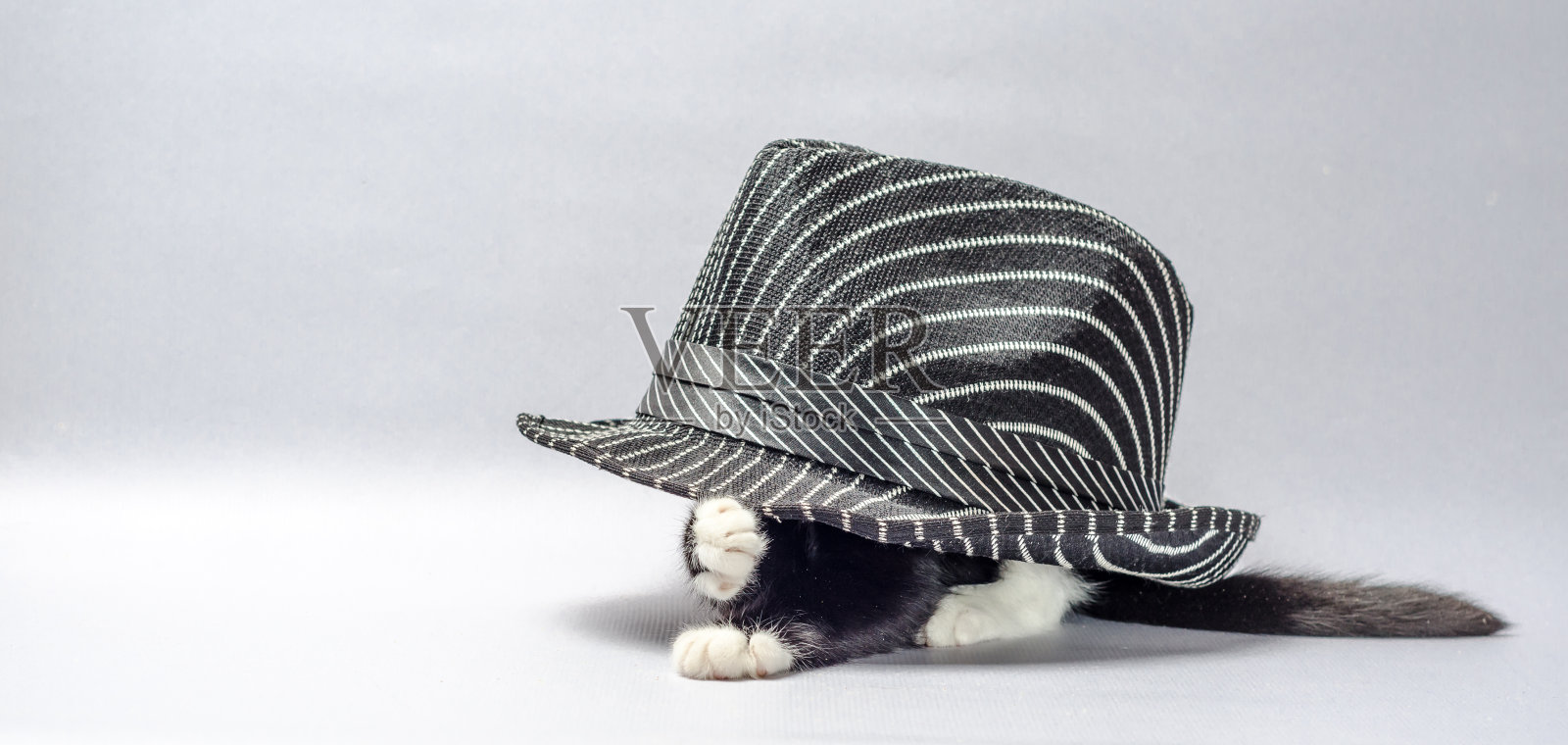 黑白相间的小猫从条纹帽子下面伸出爪子照片摄影图片