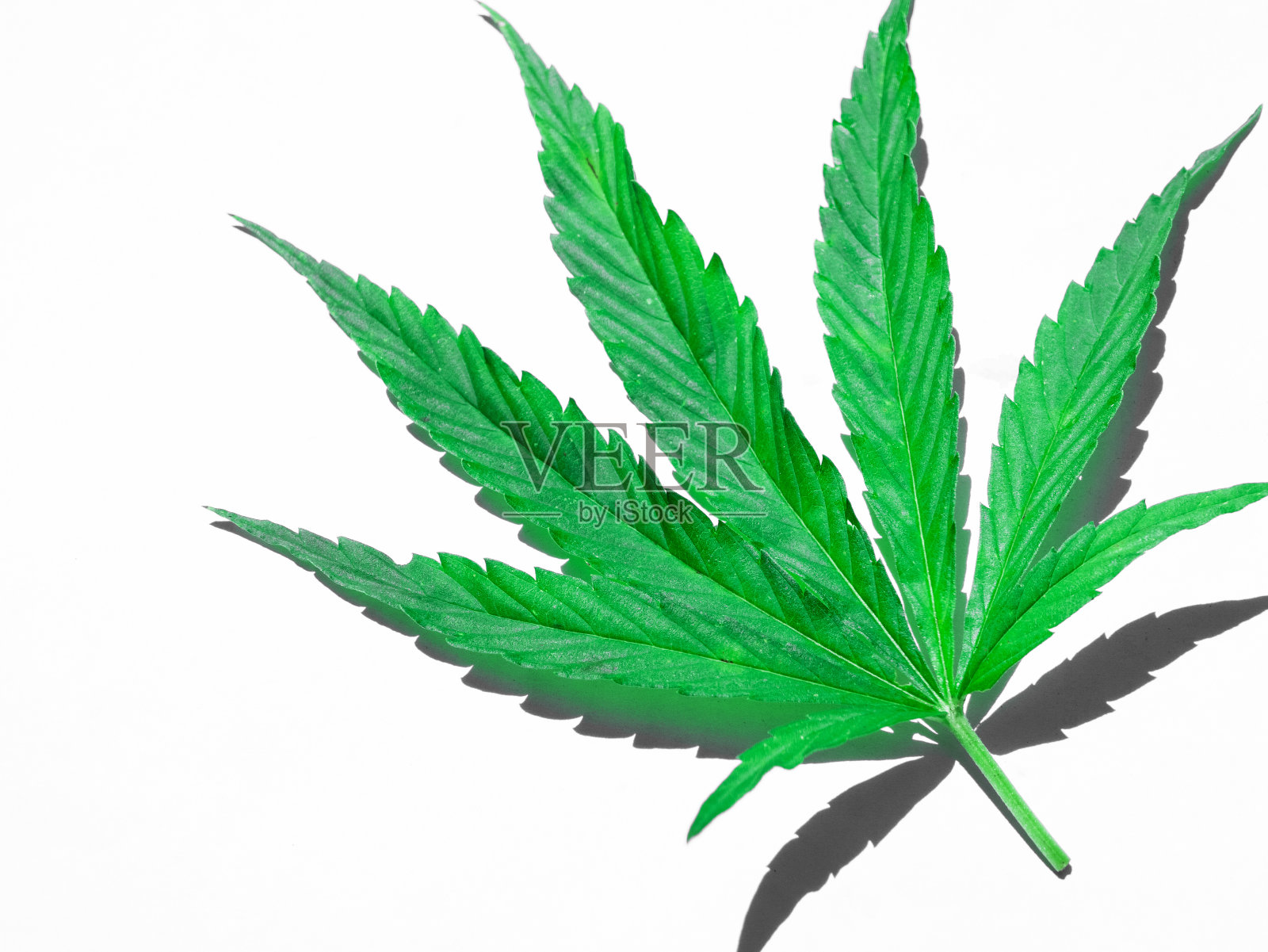 绿色大麻叶子孤立在白色近照片摄影图片