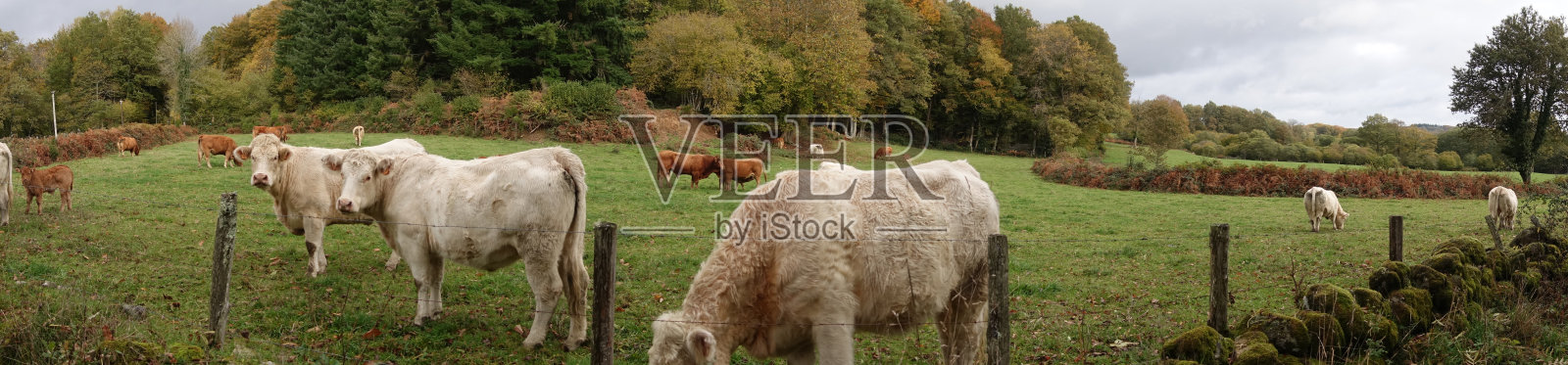 夏洛来牛肉和豪华奶牛牧场里的牛拉克鲁兹法国照片摄影图片