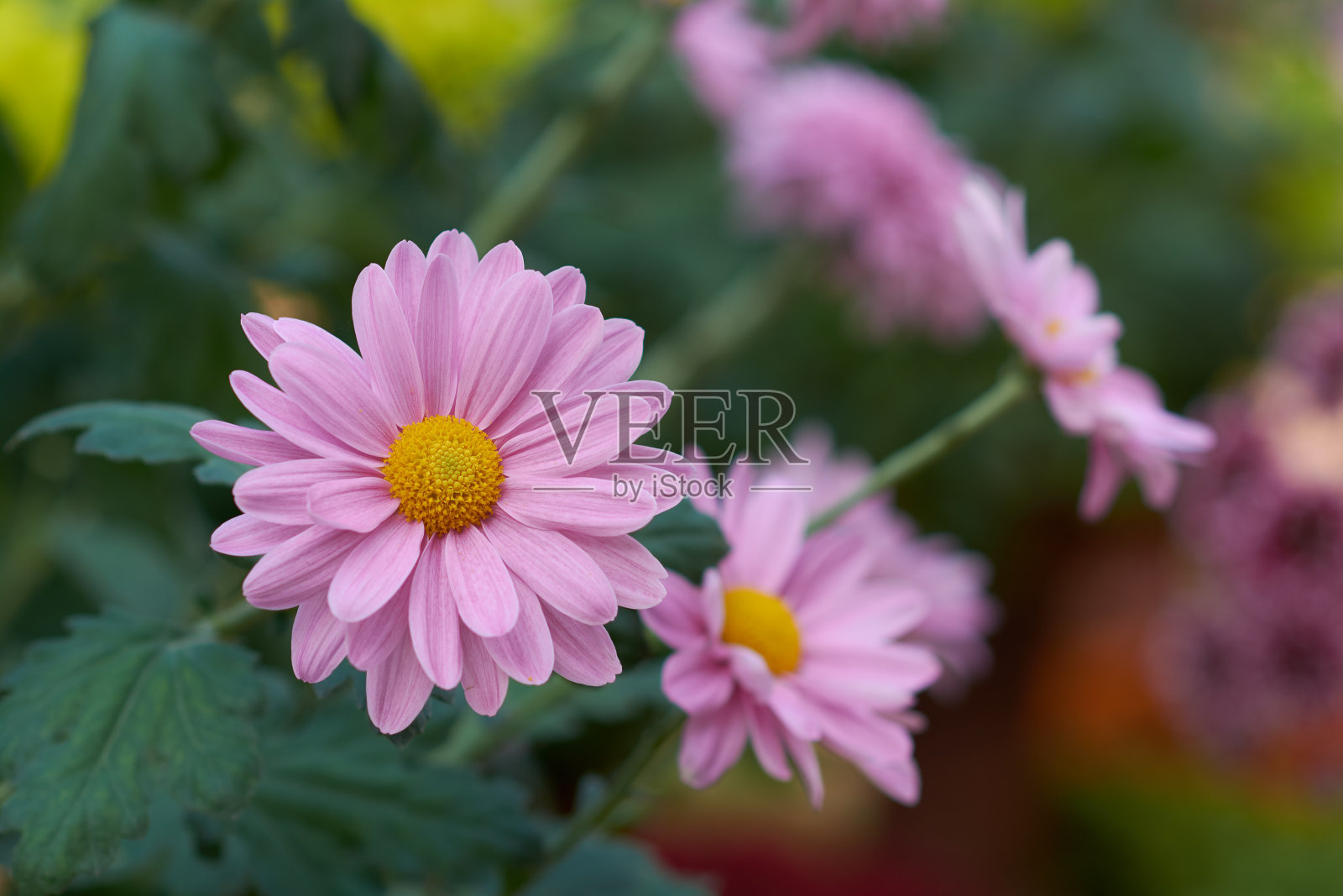 菊花羊藿拉马特。装饰成分为粉红色菊花、秋花束。粉红色的菊花在秋天的花园里。照片摄影图片