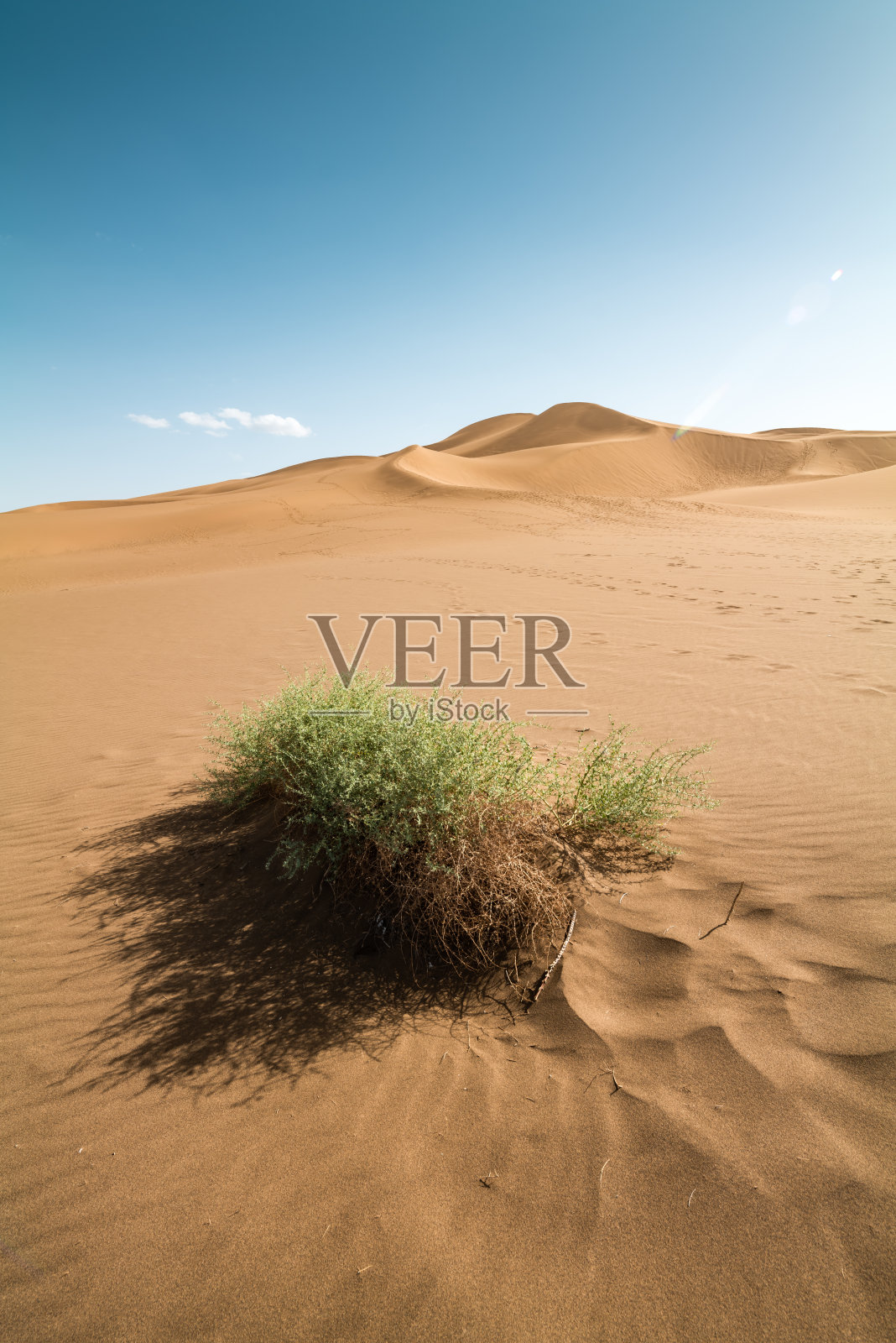 植物在沙漠照片摄影图片