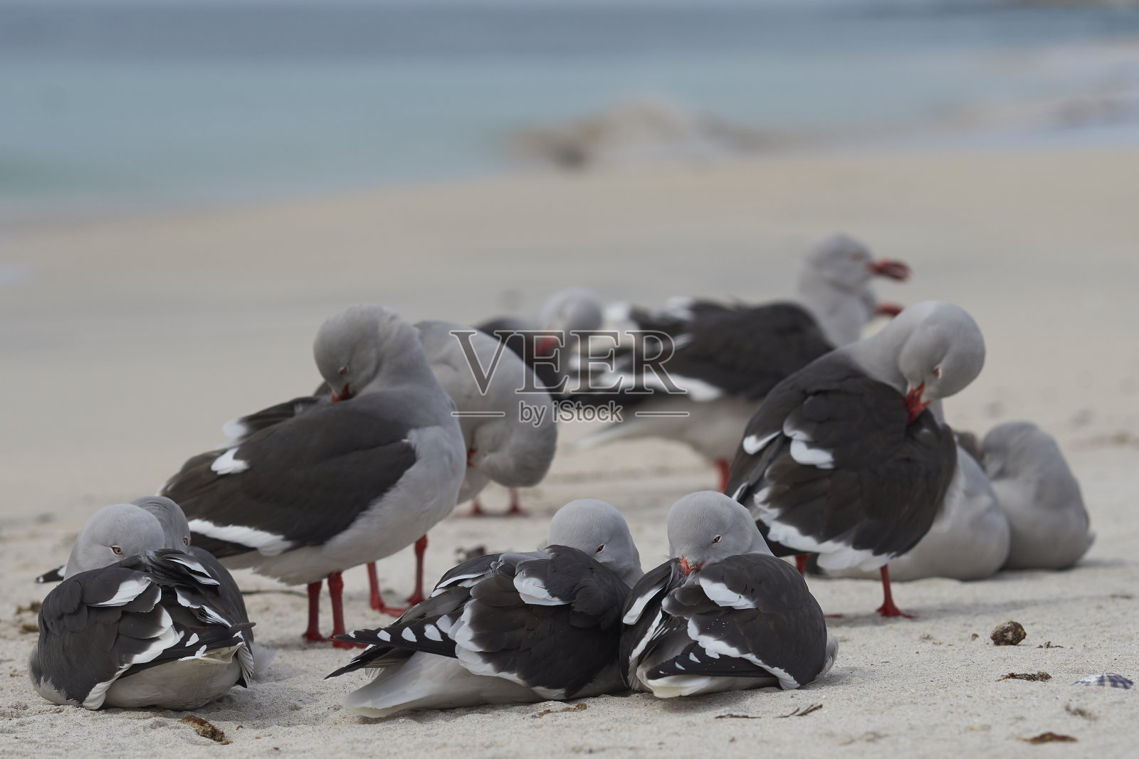 白海豚海鸥(白海豚)照片摄影图片