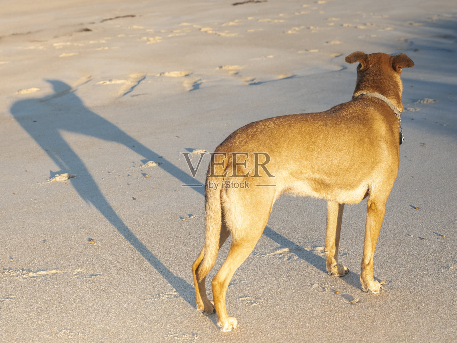 后视图的棕色狗站在海滩在早上照片摄影图片