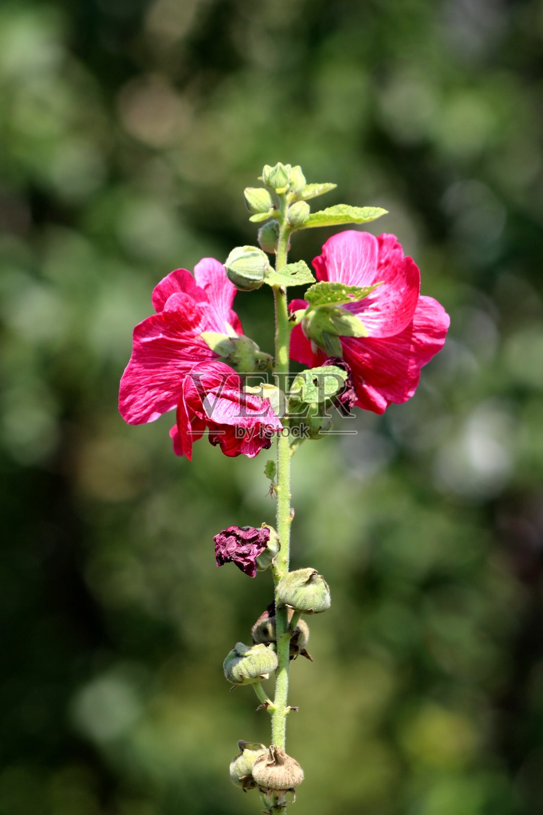 单株蜀葵或Alcea植物，有两朵开放的红色花，白色中心，周围有小的封闭的花蕾和叶子照片摄影图片