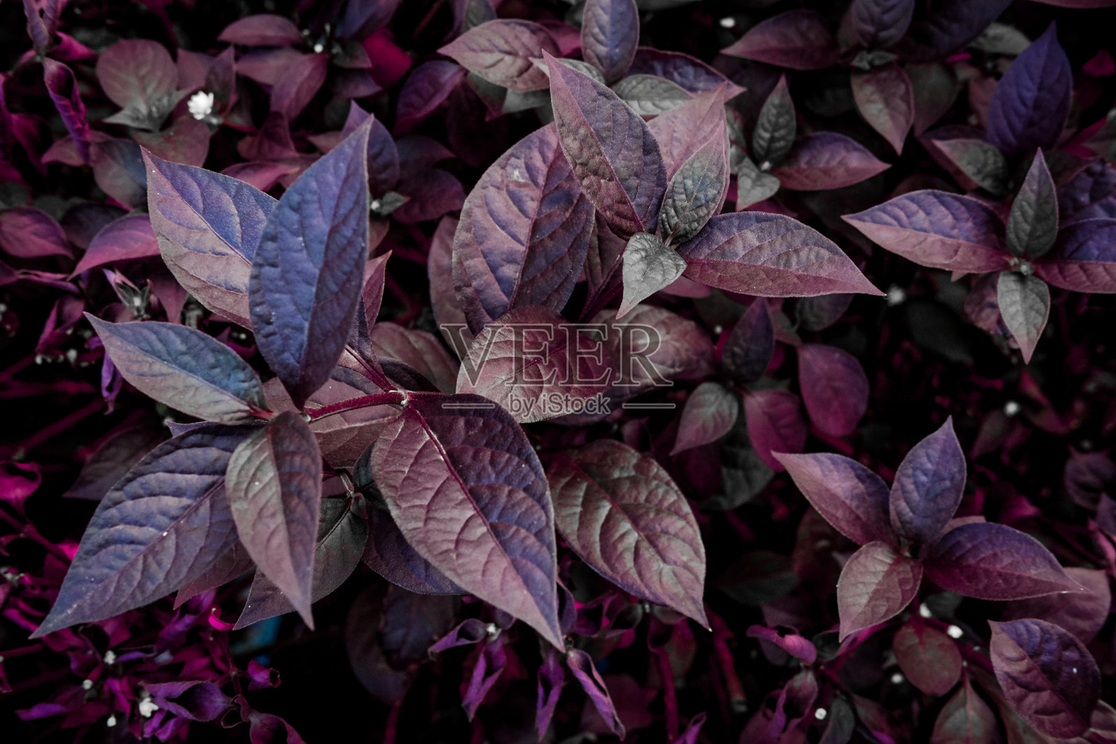 普塞德兰特姆卡拉瑟西照片摄影图片