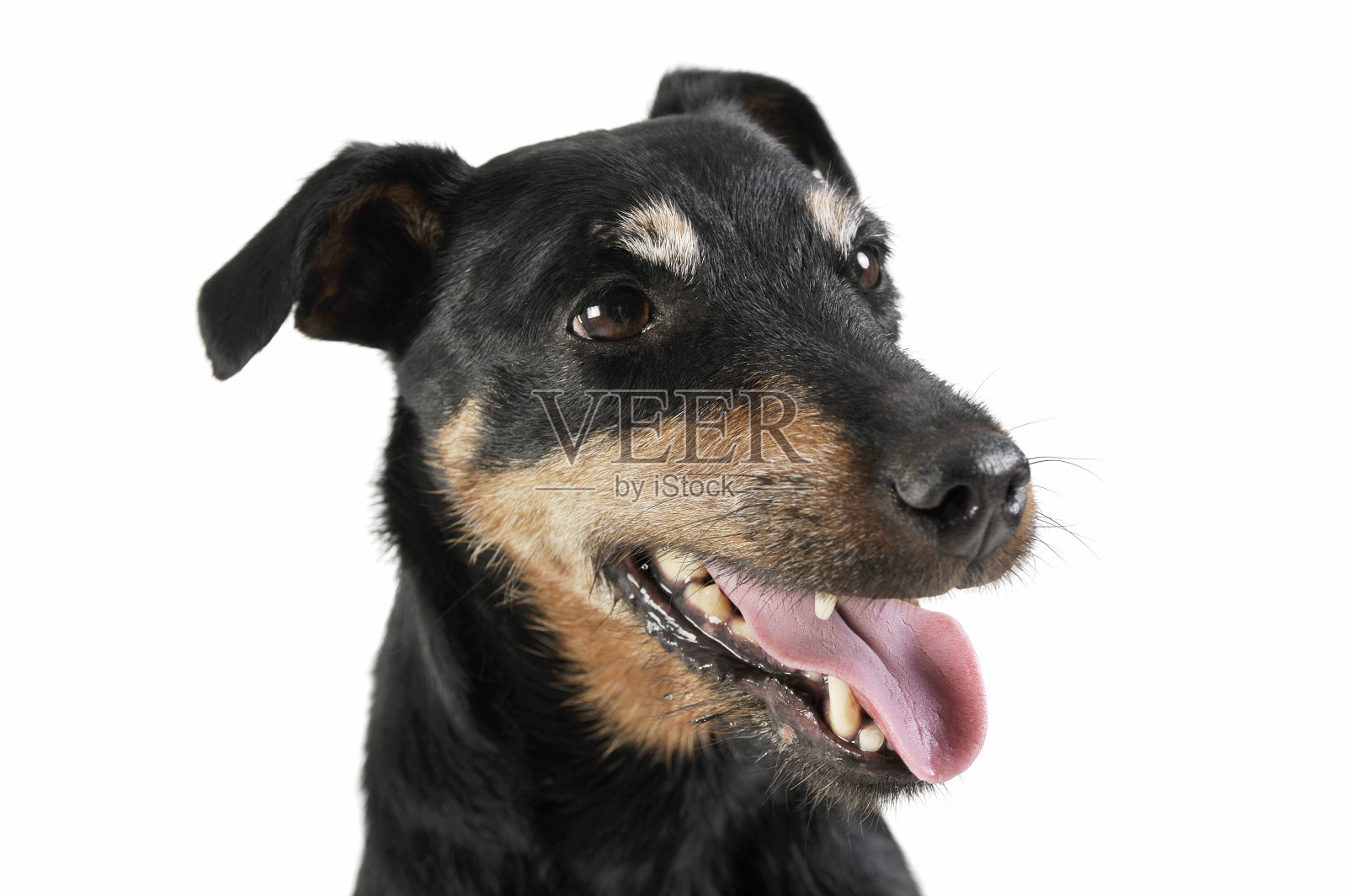 可爱的德国猎狐犬的肖像看起来满意-孤立在白色的背景照片摄影图片