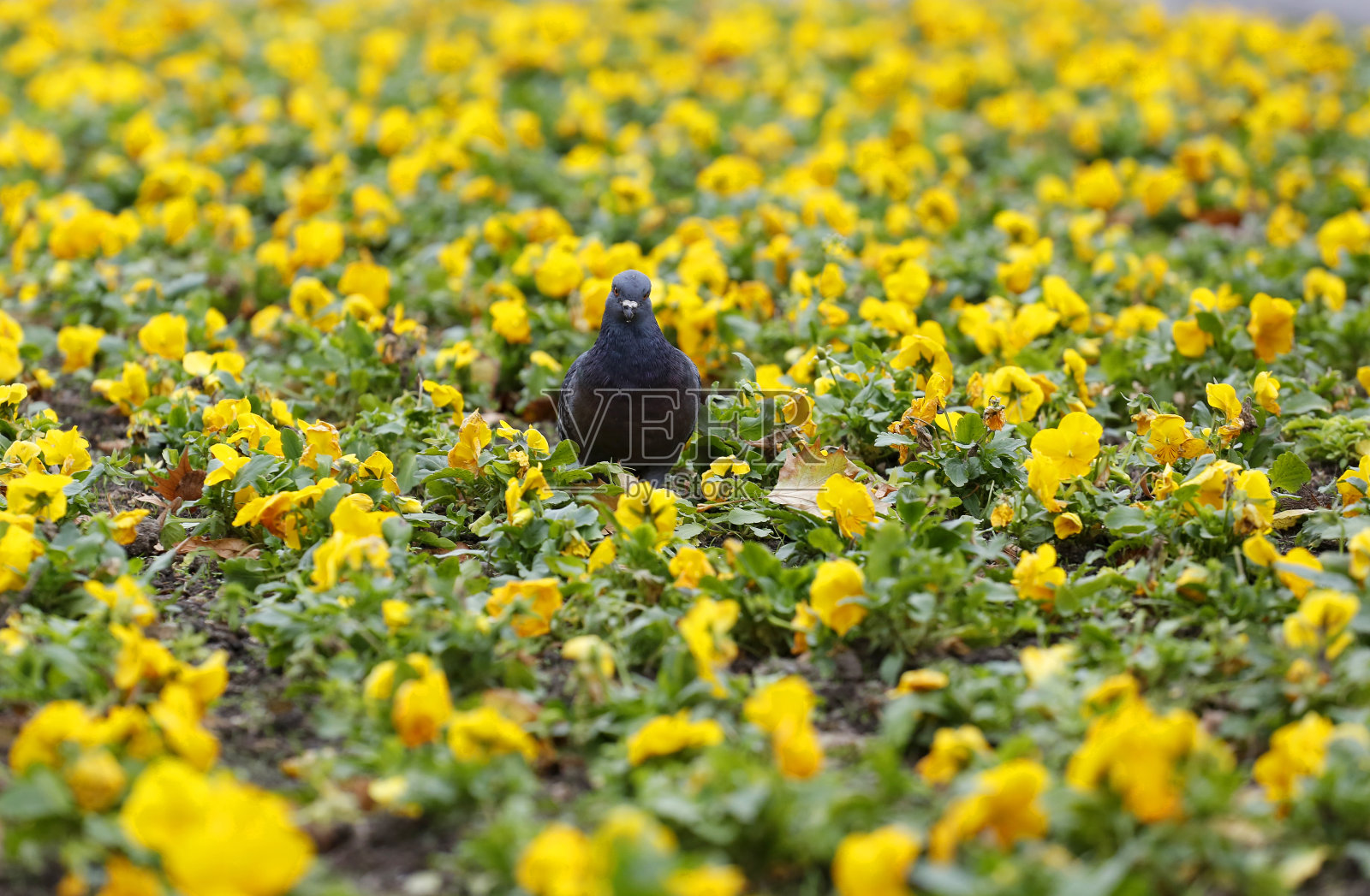灰色的鸽子照片摄影图片