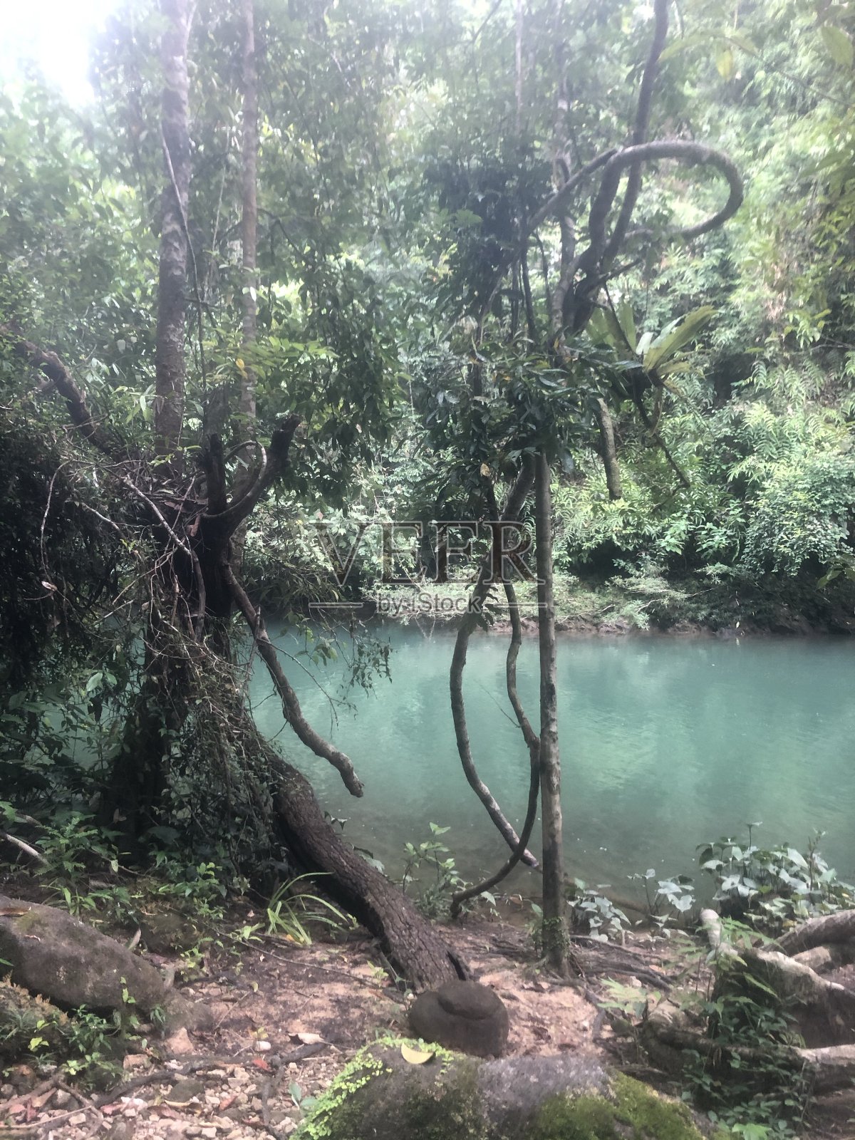 丛林中的索克河照片摄影图片