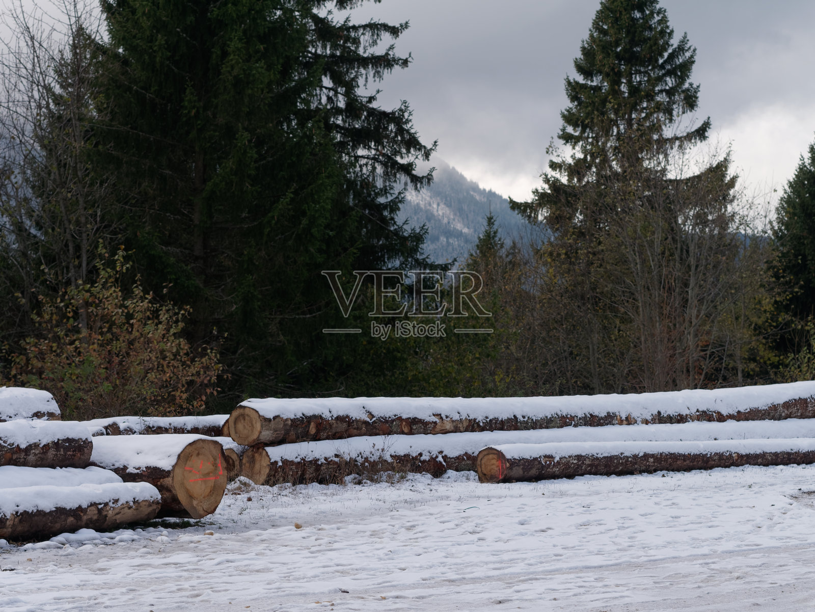 森林中被霜覆盖的一堆巨大的木柴。照片摄影图片