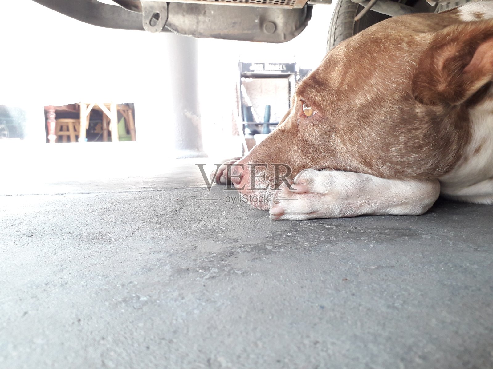 狗照片摄影图片