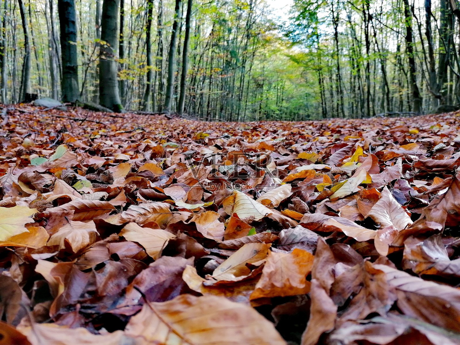 秋天美丽多彩的自然照片照片摄影图片