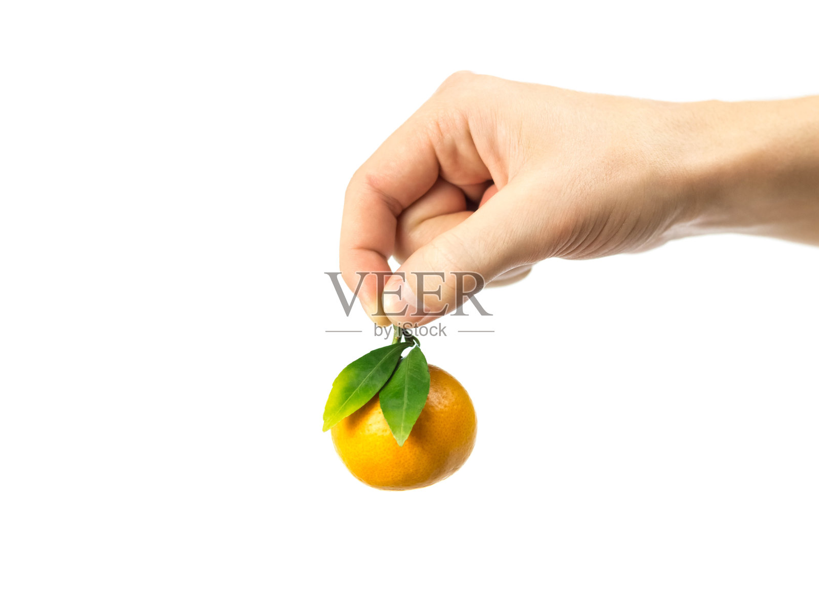 手里拿着一个绿叶子的橘子。关闭了。在白色背景上隔离照片摄影图片