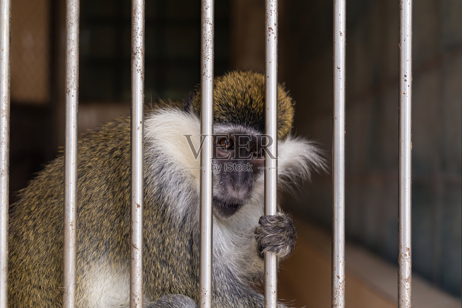 动物园笼子里的猴子照片摄影图片