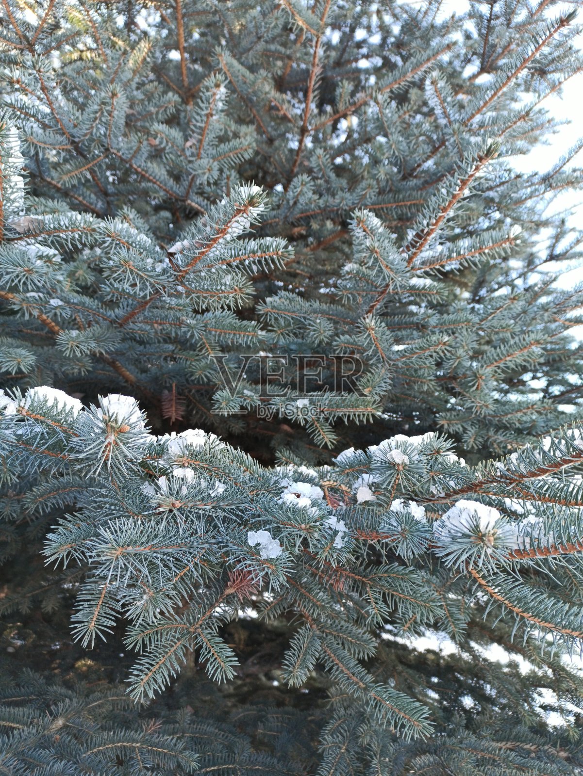 针叶树枝与雪近距离垂直架。Christma照片摄影图片