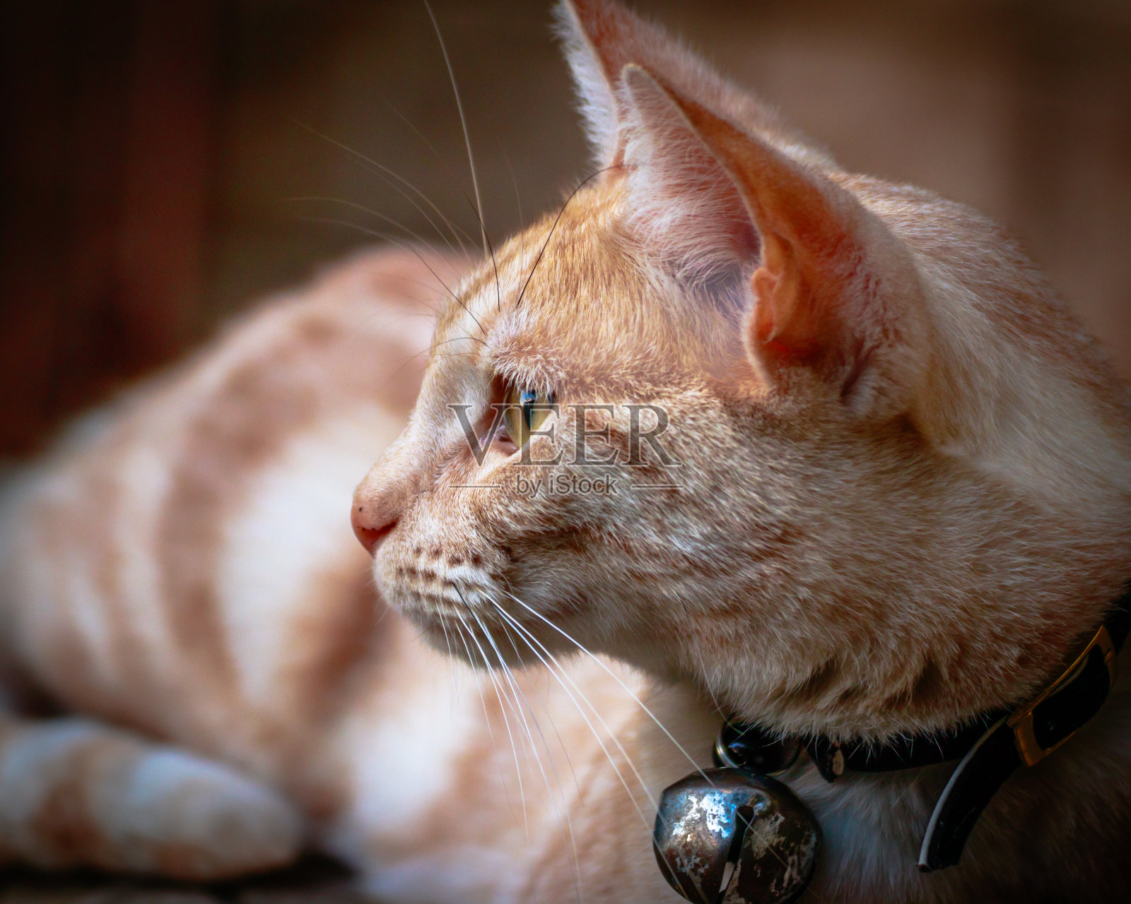 姜虎斑猫照片摄影图片