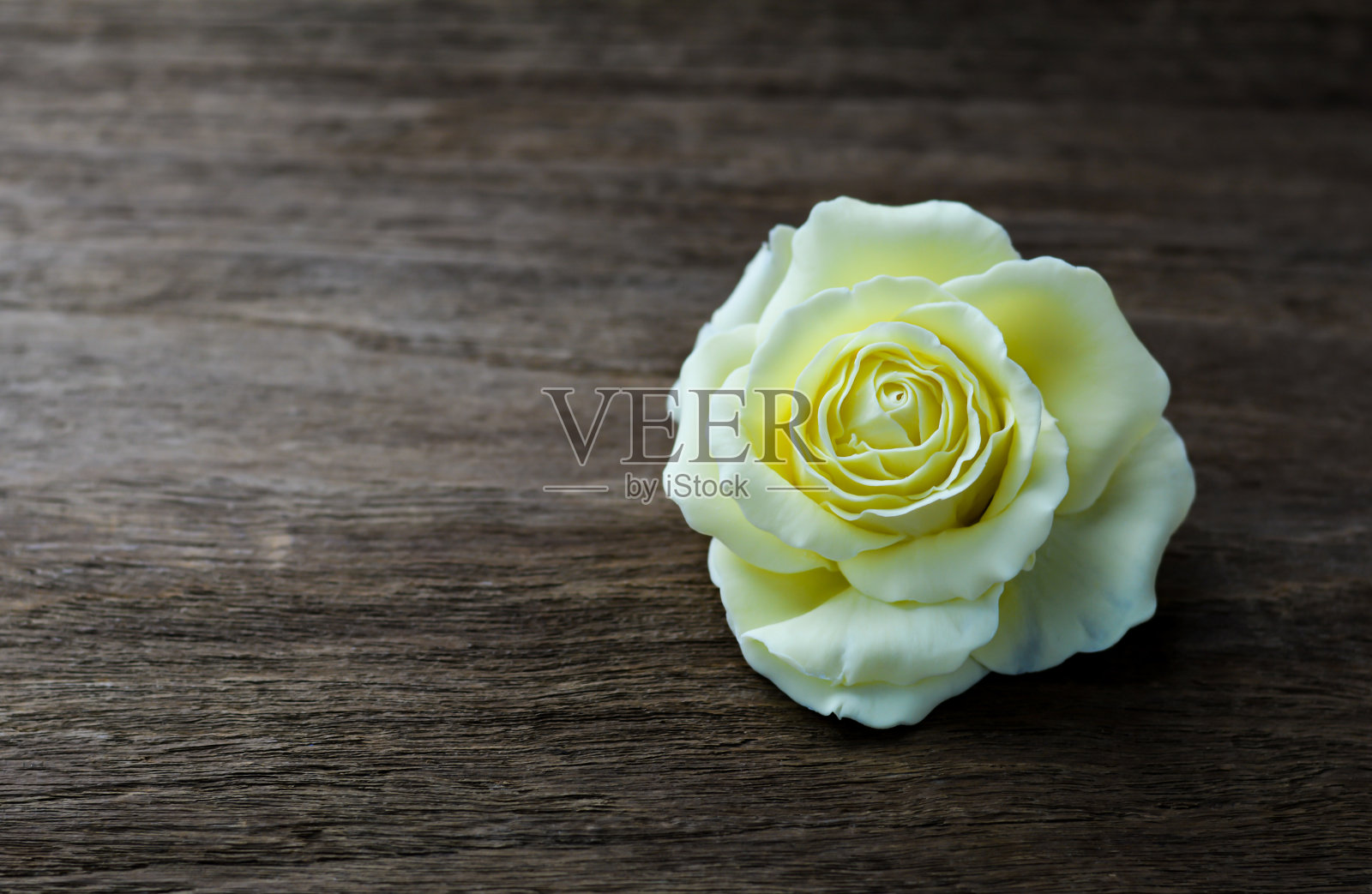 Gumpaste Rose on木制背景与复制空间。有选择性的重点照片摄影图片