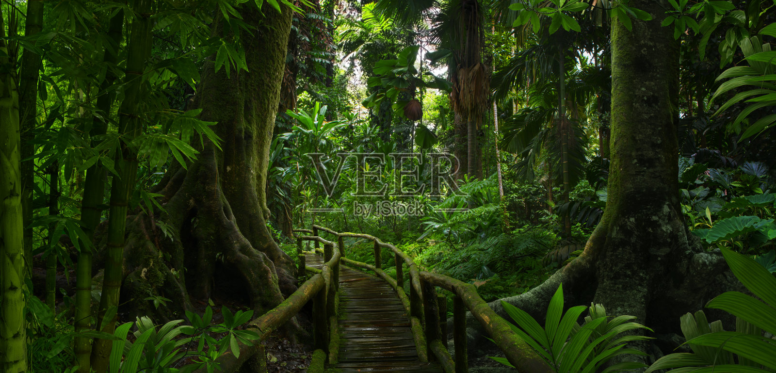 亚洲热带森林照片摄影图片