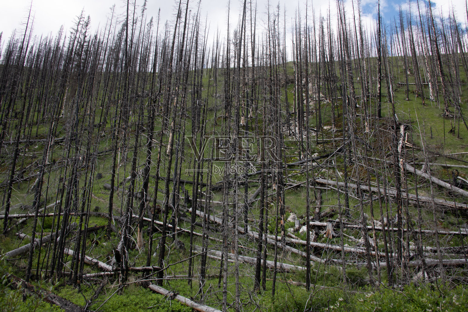 森林在森林火灾后重新生长照片摄影图片