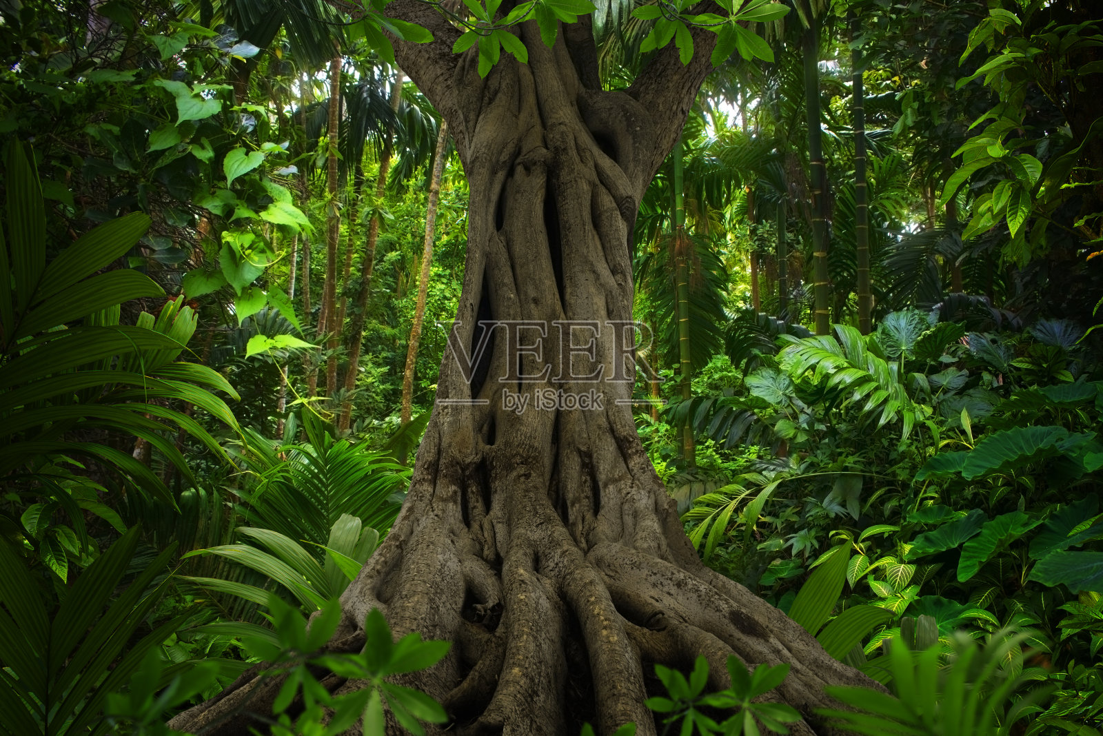 亚洲热带森林照片摄影图片