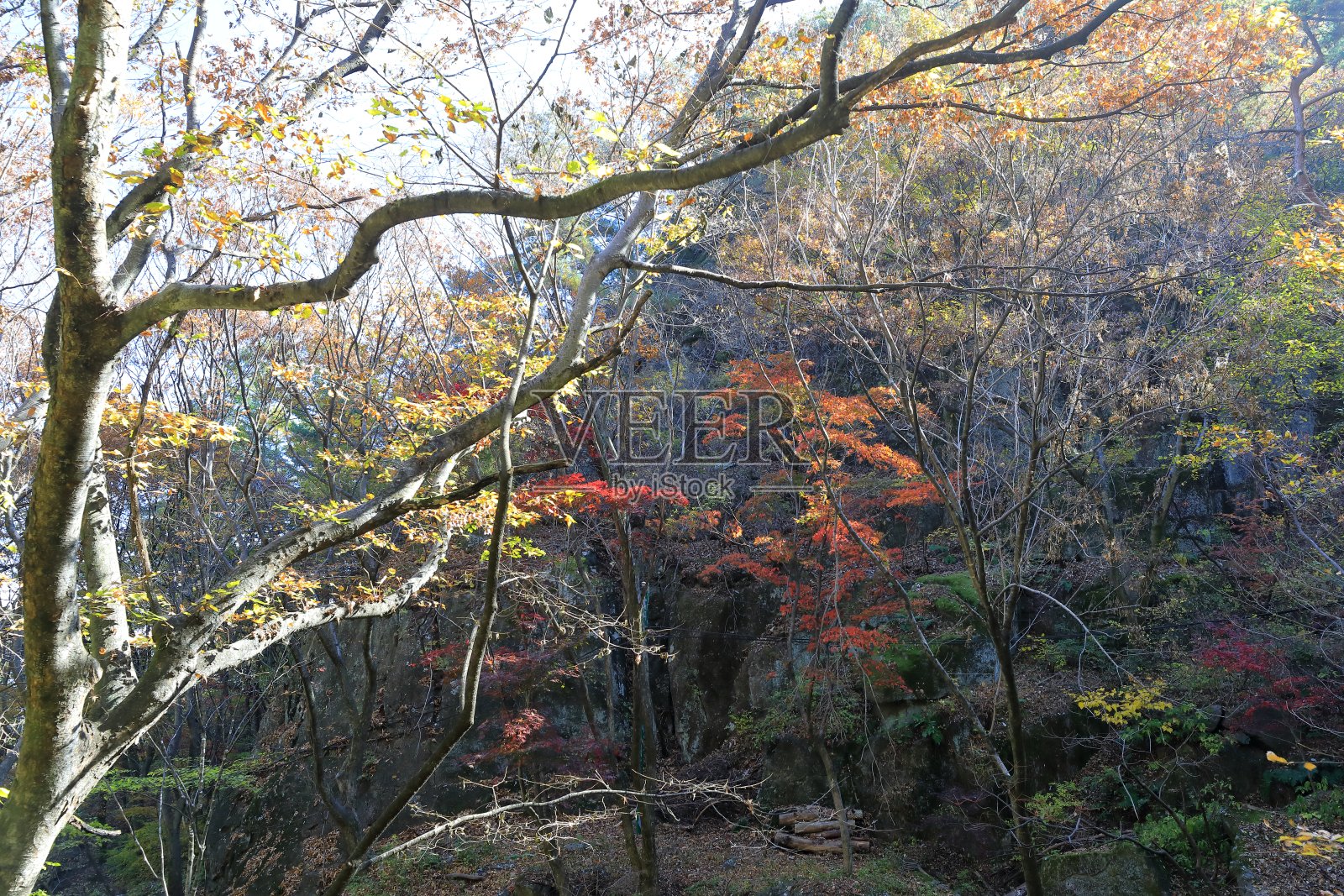 美丽的秋叶照片摄影图片