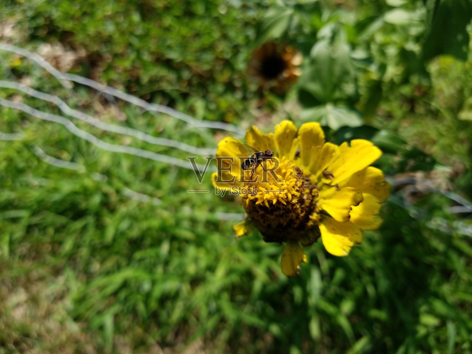 黄色和黑色的小蜜蜂在明亮的黄色花上，花瓣缺失照片摄影图片