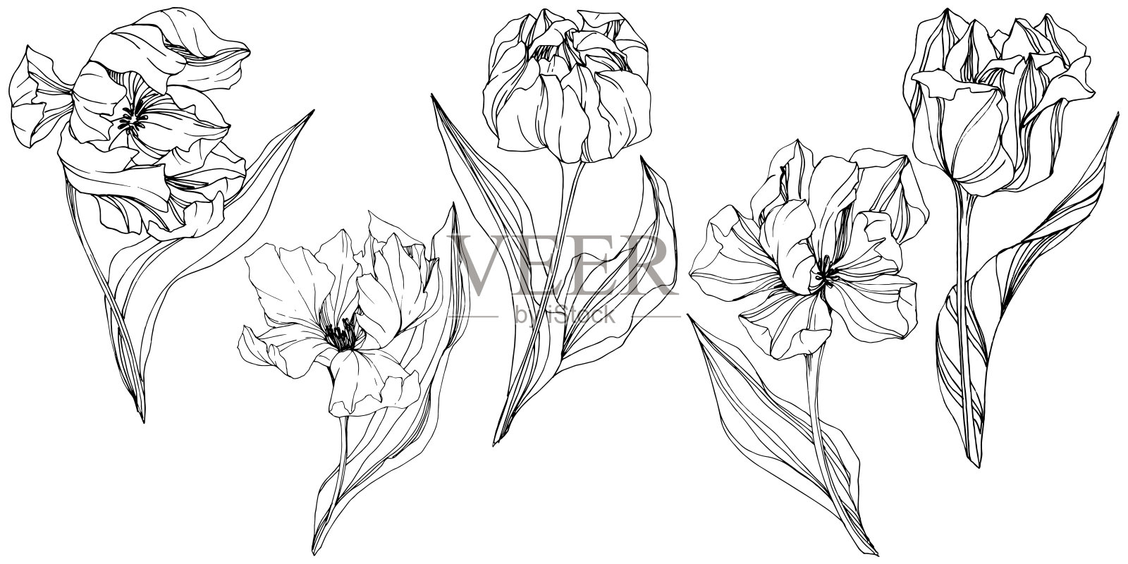 矢量郁金香黑白雕刻水墨艺术。花卉植物的花。孤立的郁金香插图元素。插画图片素材