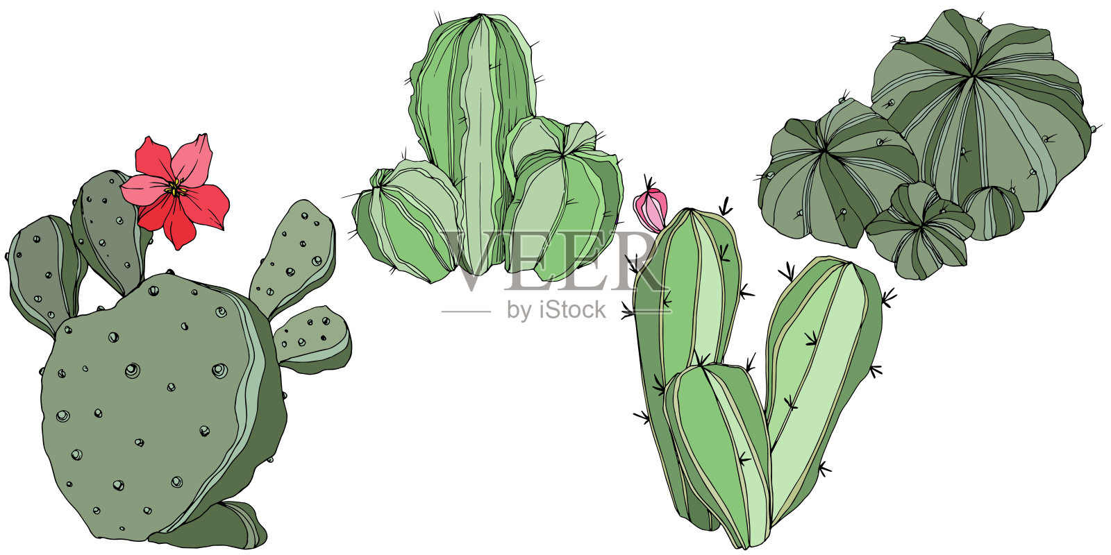 向量绿色的仙人掌。花卉植物的花。绿色刻墨艺术。孤立的仙人掌插图元素。设计元素图片