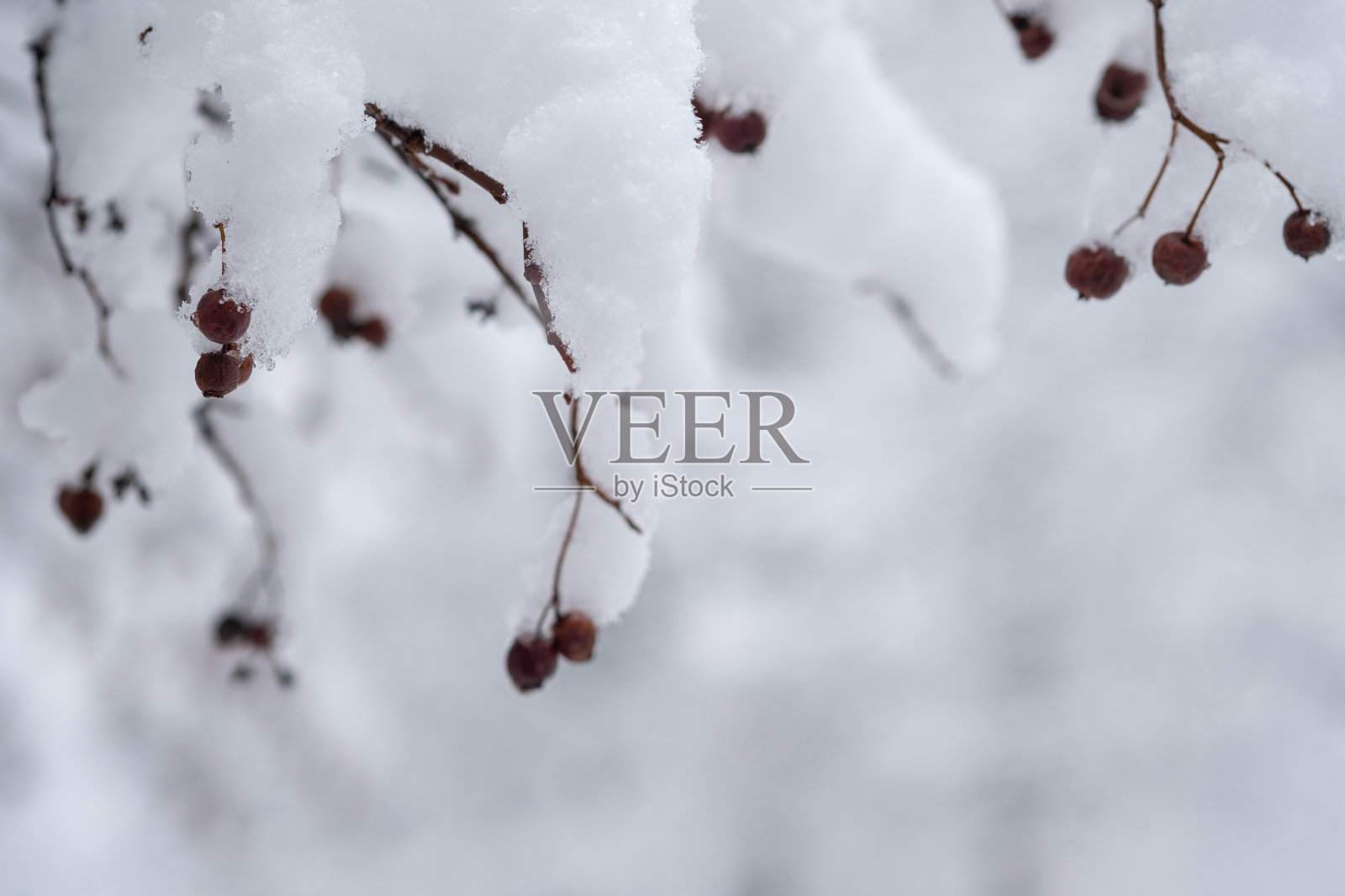 冬天的树枝照片摄影图片