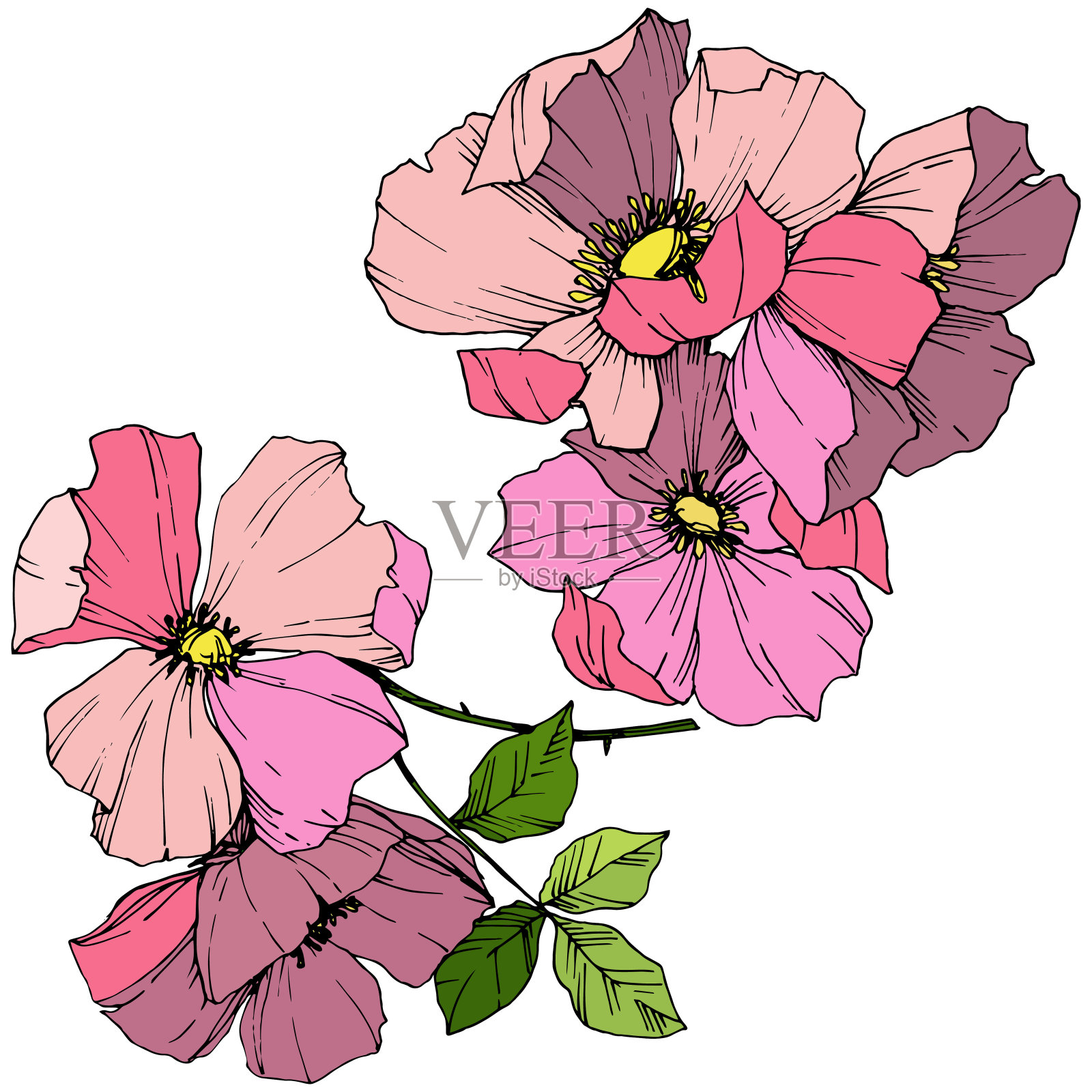 向量粉红蔷薇犬。花卉植物的花。艺术雕刻墨水。孤立的蔷薇插图元素。插画图片素材