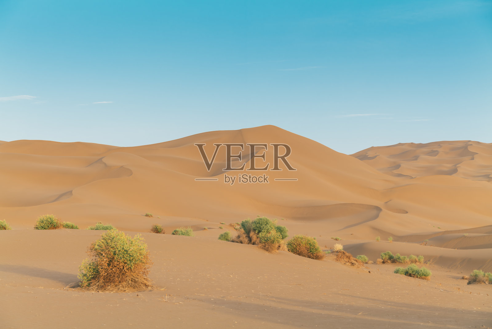 植物在沙漠照片摄影图片