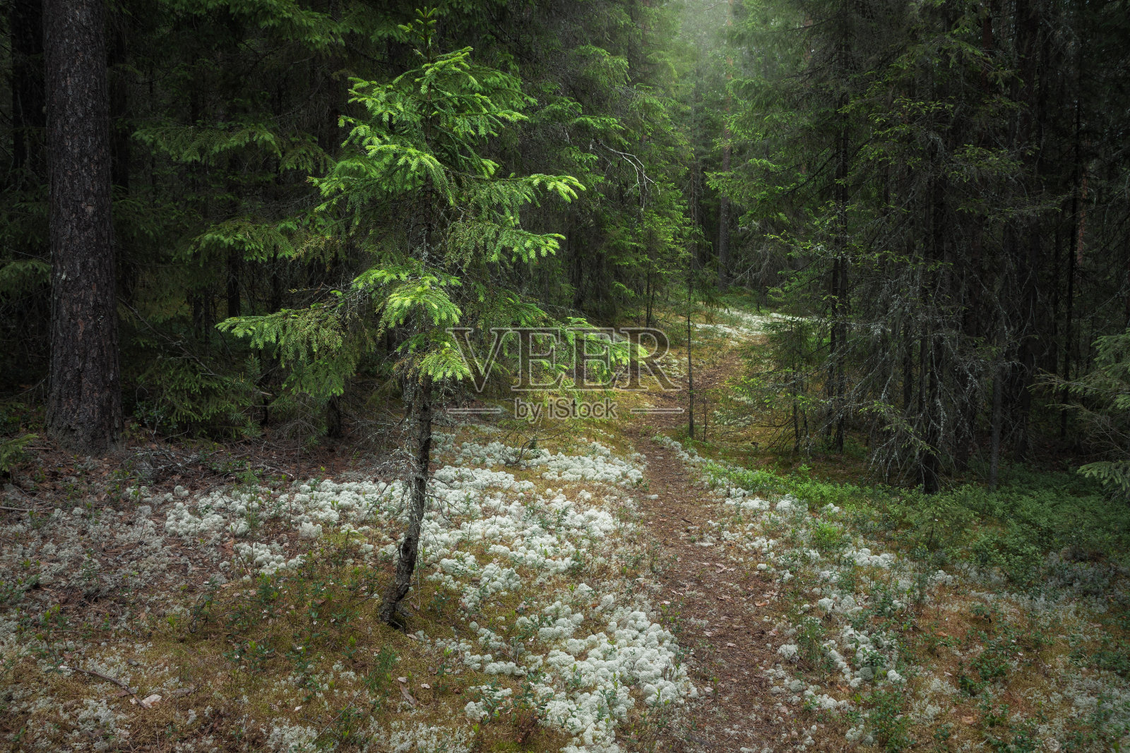 在针叶林中长满苔藓的小路照片摄影图片