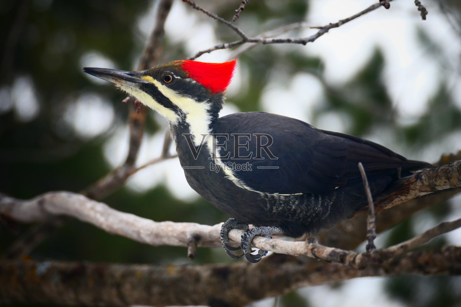 在没有叶子的树枝上的大型雌性啄木鸟照片摄影图片