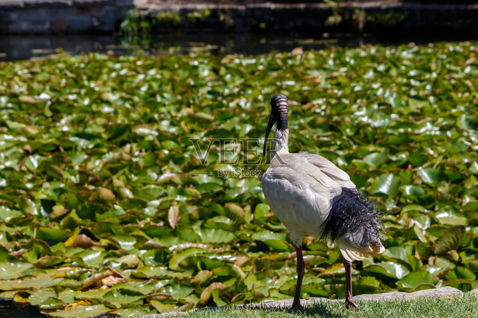 黑鹮和白鹮照片摄影图片