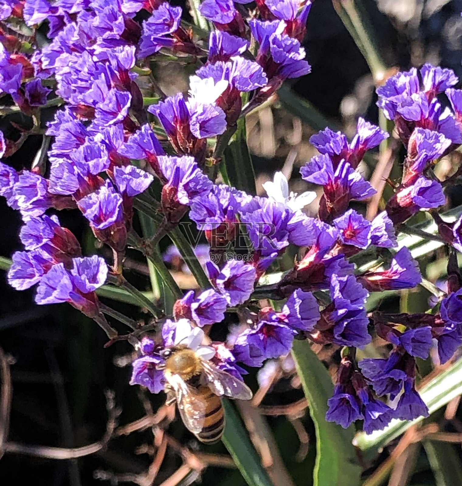 紫色的蜜蜂照片摄影图片