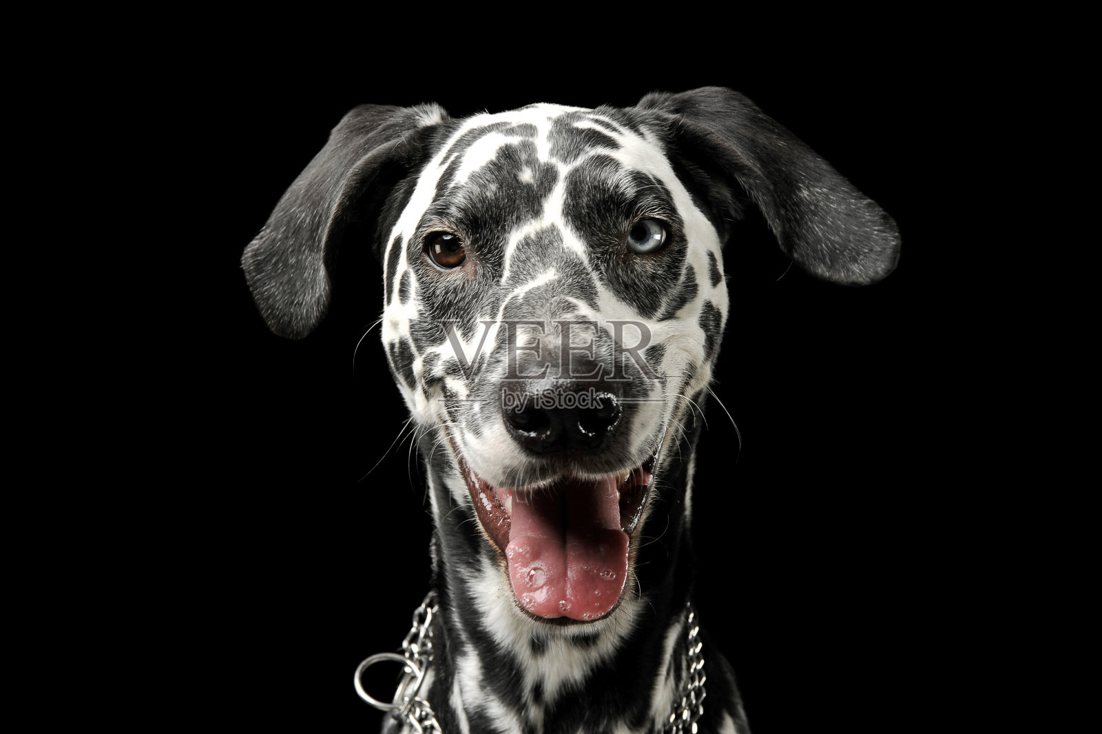 一只可爱的达尔马提亚狗的肖像，有着不同颜色的眼睛，看起来很满意照片摄影图片