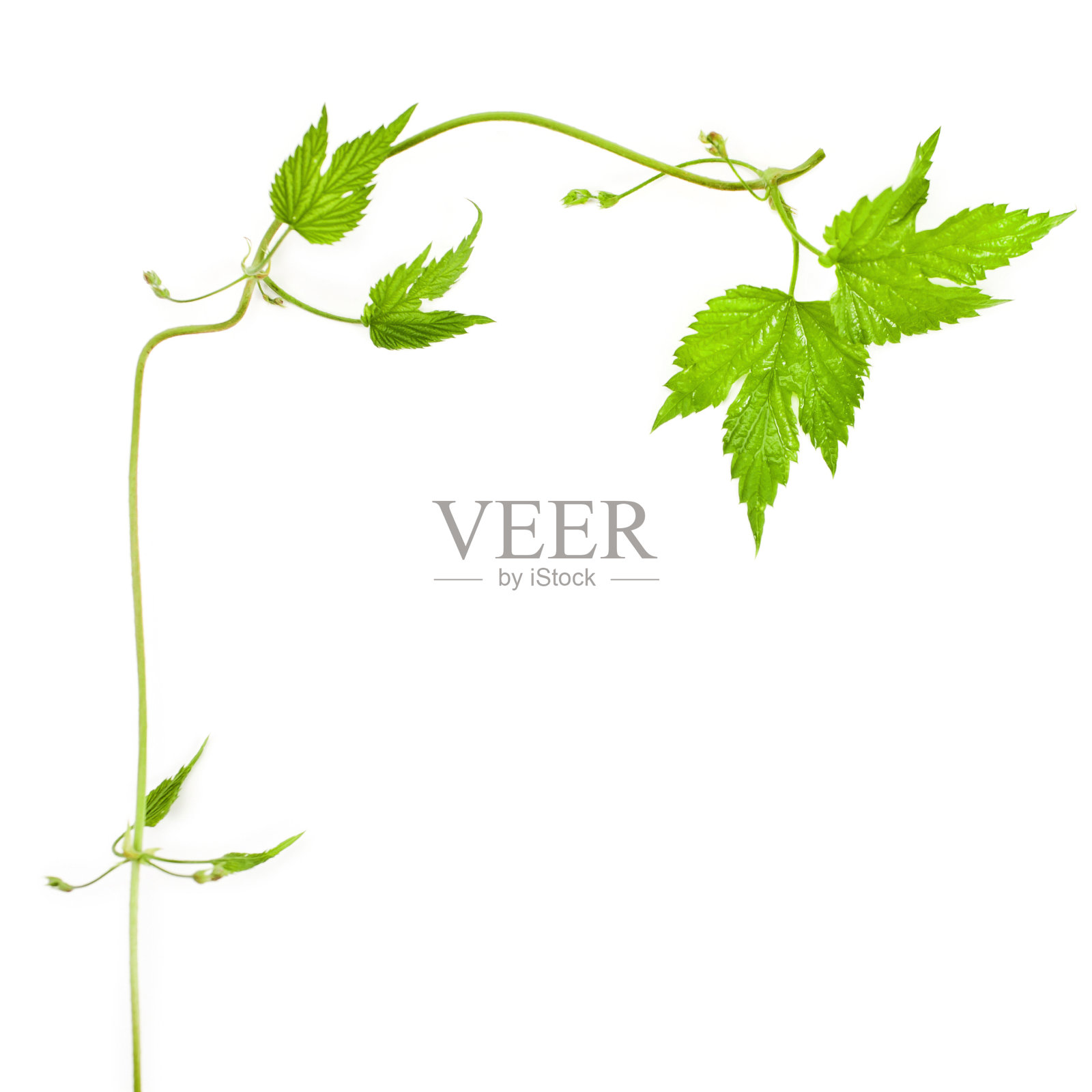 天然新鲜啤酒花植物藤照片摄影图片