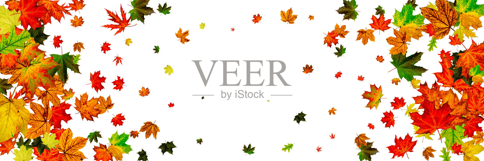 地上的秋叶。11月落幕背景。感恩节季节概念照片摄影图片