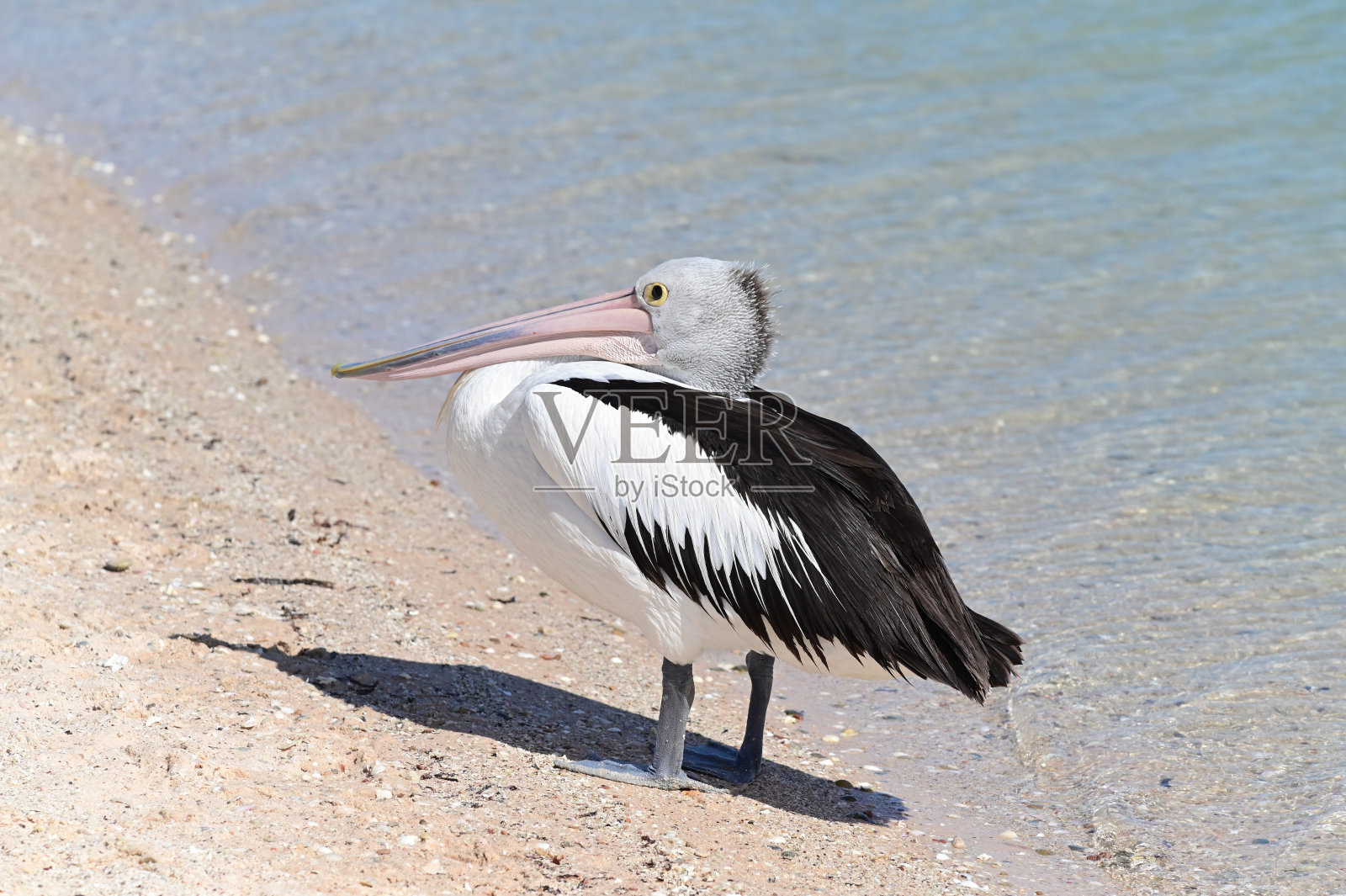 海滩上的澳大利亚鹈鹕照片摄影图片