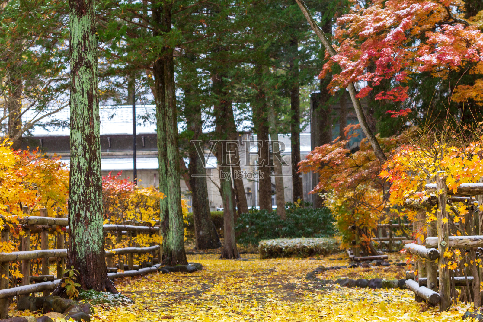 美丽的秋叶颜色在冬天的日本照片摄影图片